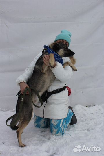 Невзрачный пёс заслуживает стать домашним