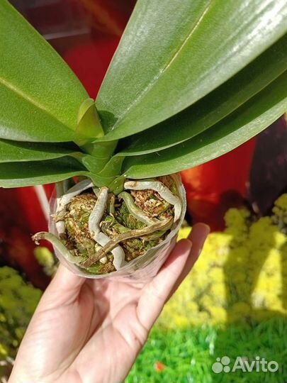 Орхидея фаленопсис биг лип