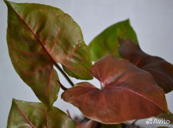 Сингониумы, эпипремнумы, филодендроны