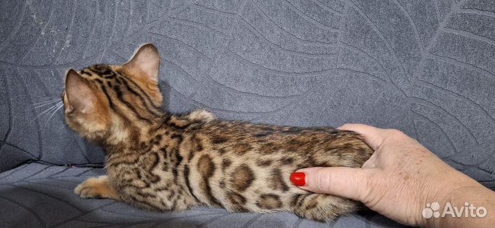 Бенгальская