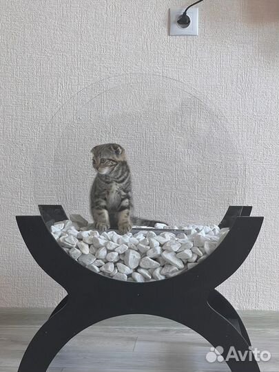 Шотландская