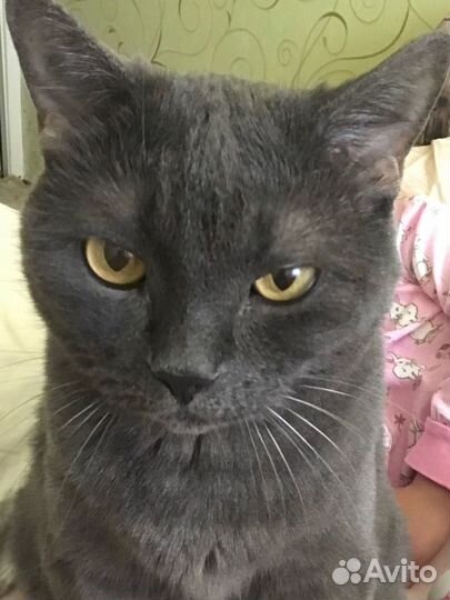 Кошка в добрые руки бесплатно