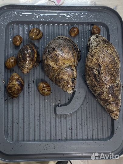 Улитки архахатины