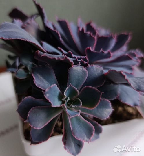 Суккулент Эхеверия Шавиана Echeveria Shaviana