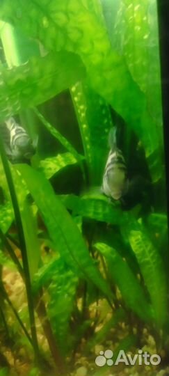 Рыбки цихлицы барбусы сомы все в одни руки