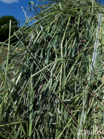 Сено в тюках 400-450кг (нал )(безнал)