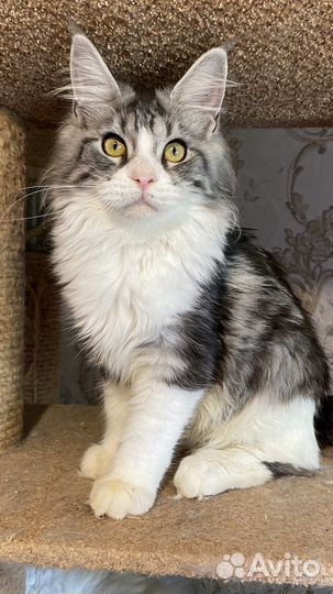 Милейшие детки мейн-куны