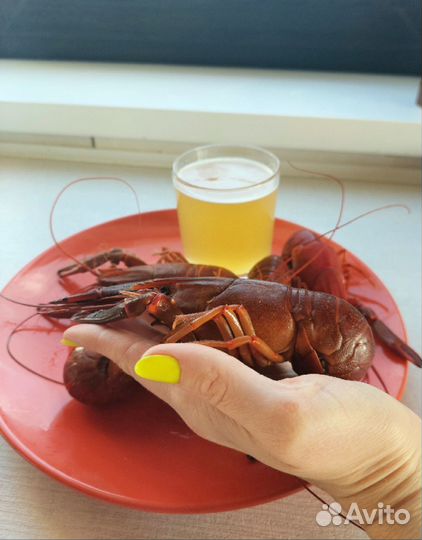 Австралийский красноклешневый рак