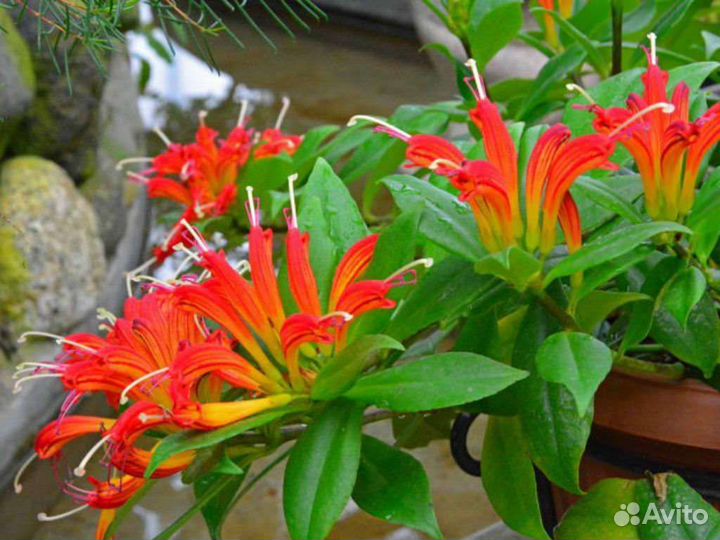 Эсхинантус жар птица