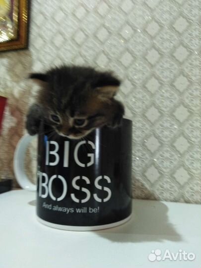 Пушистый комочек счастья Я уже сам кушаю