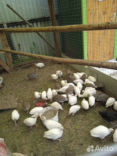 Цыплята цесарки