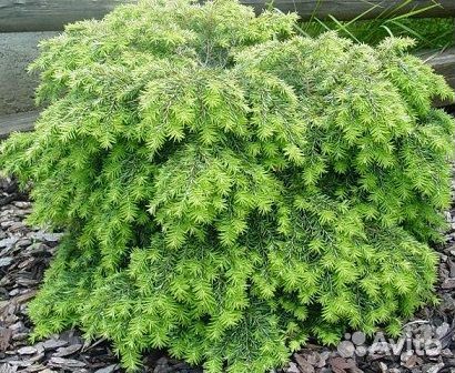 Тсуга канадская Нана С2 15см