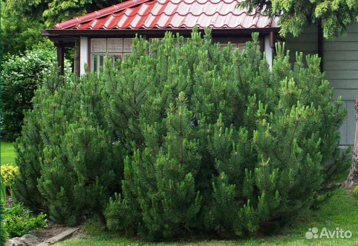 Сосна горная мугус