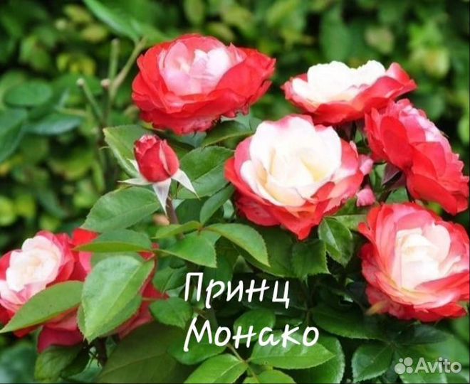 Розы саженцы