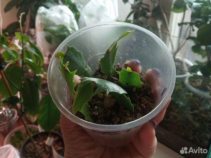 Декабрист шлюмбергера белый