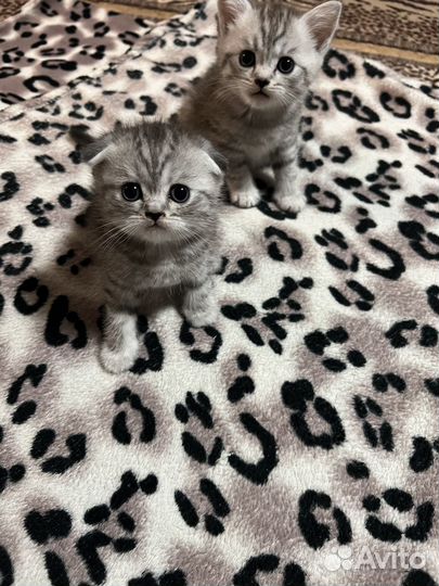 Продам шотландских веслоухих котят