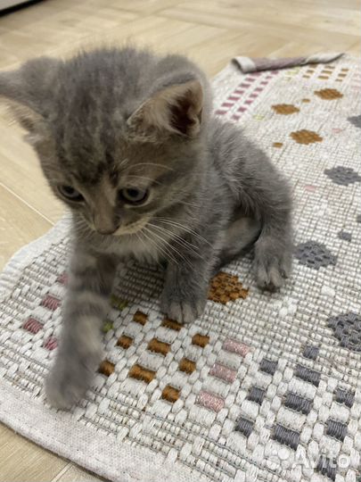 Котята бесплатно