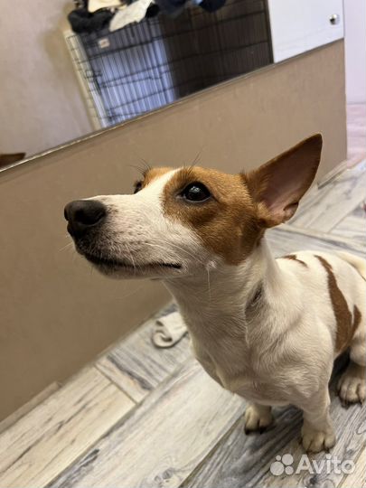 Намордник для собак