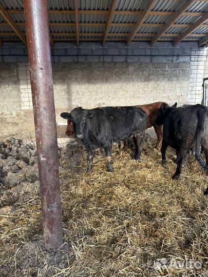 Телки Ангус