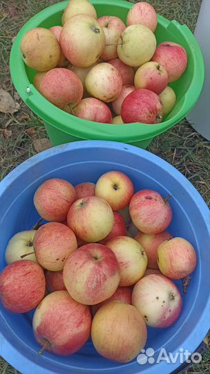 Яблоки домашние