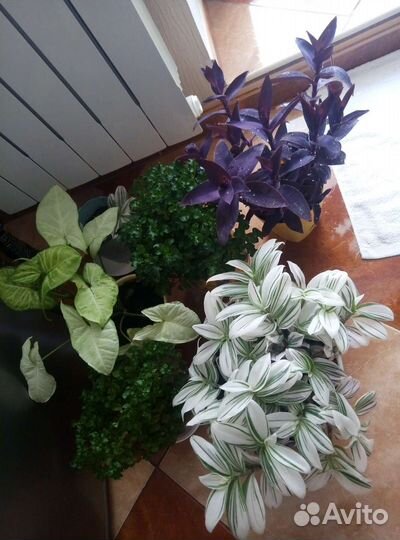 Набор цветочков