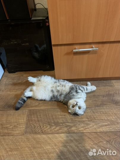 Шотландская вислоухая кошечка ищет жениха