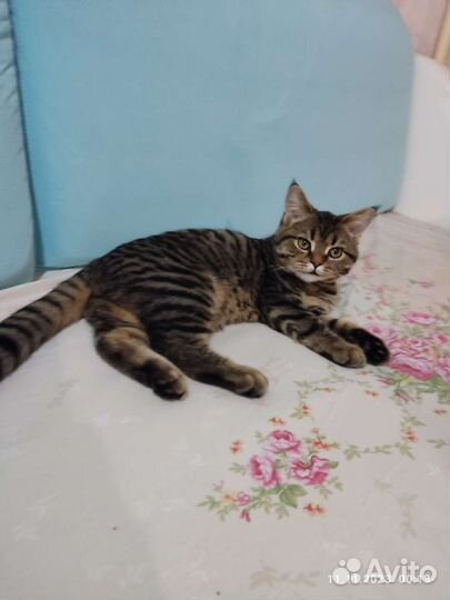 Кот