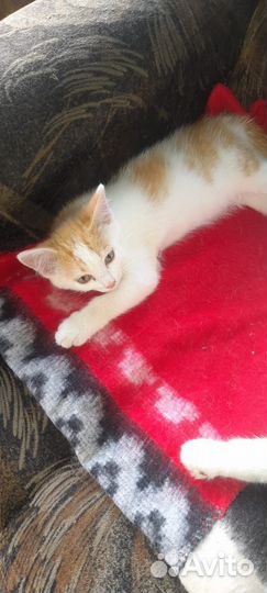 Рыжий котенок мальчик