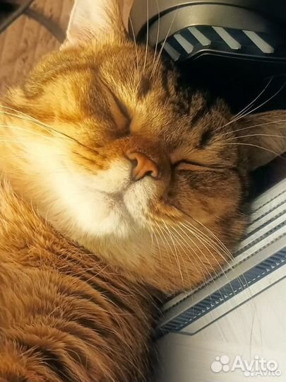 Передержка животных