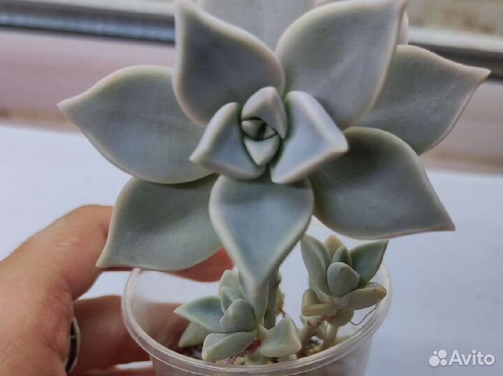 Садики суккулентов 150