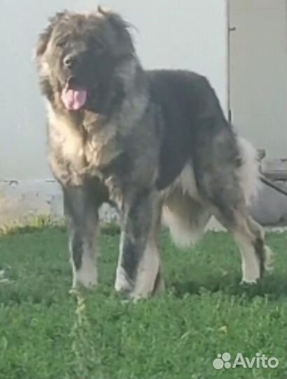 Кавказская овчарка щенки
