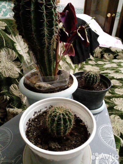 Кактусы и денежное дерево