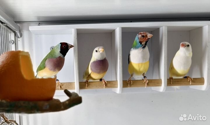 Амадины Гульда Самки