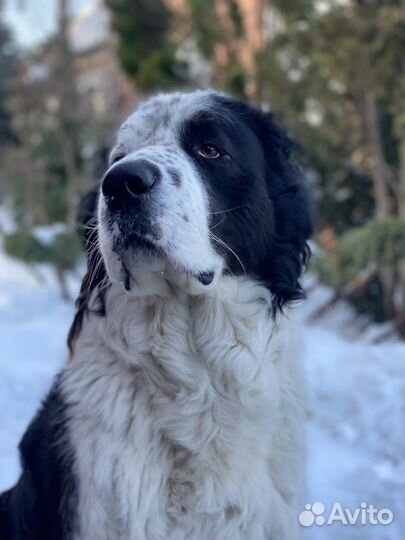 Алабай в добрые руки на охрану