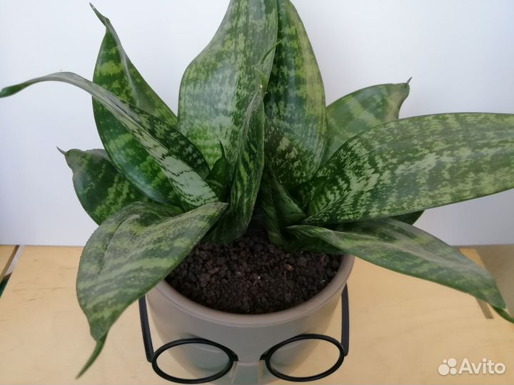 Сансевиерия