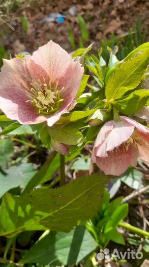 Морозник кавказский