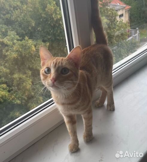 Котик в добрые руки