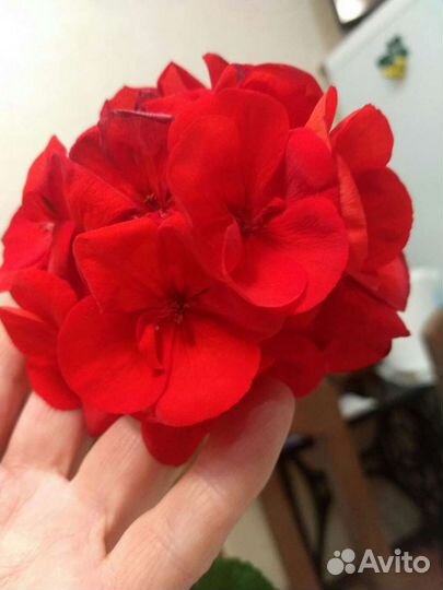 Герань крупноцветковая