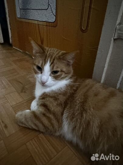 Кот и кошечка