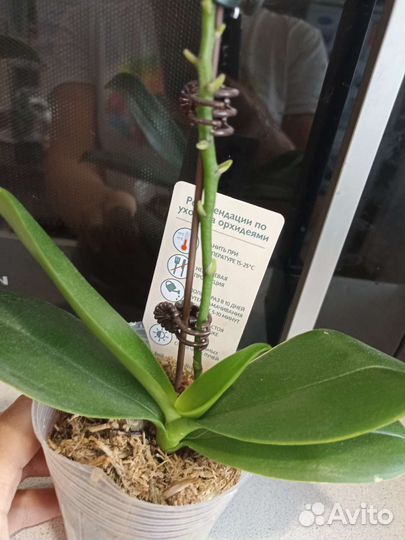 Орхидея фаленопсис мини шангрила