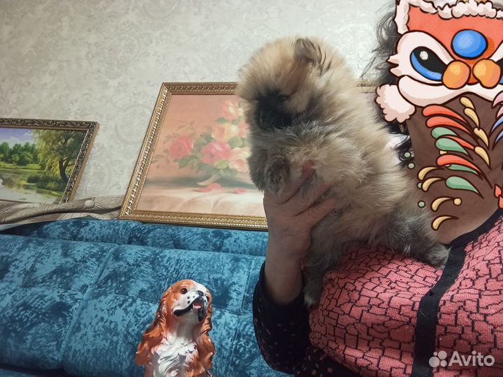 Померанский шпиц