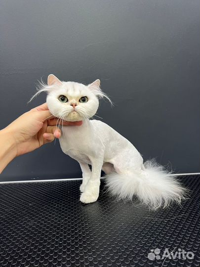 Стрижка собак и кошек