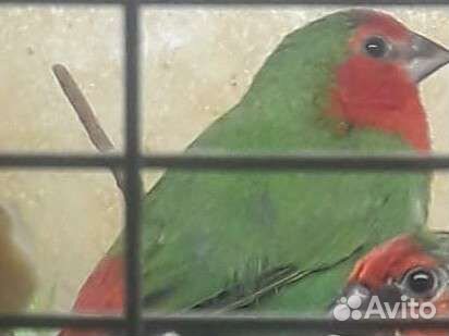 Амадины кпа