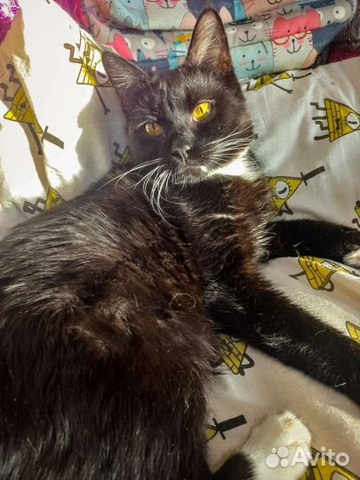 Очаровательный брюнет