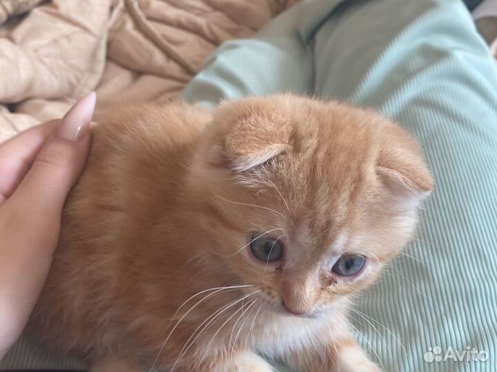Вислоухие котята
