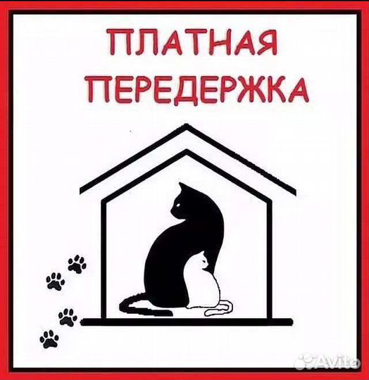 Передержка животных