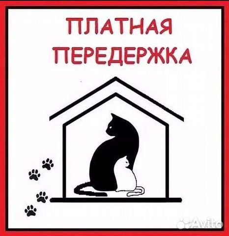 Передержка животных