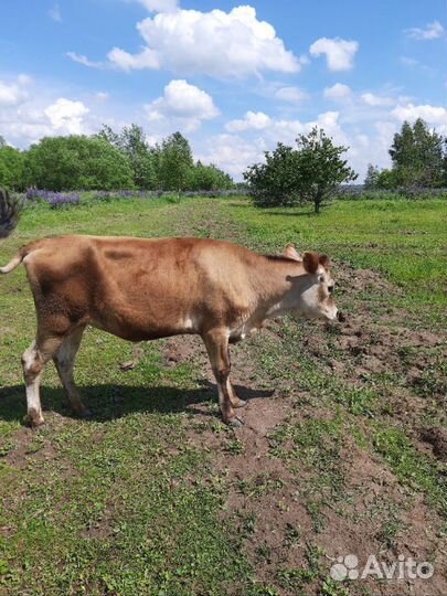 Джерсийскую нетель