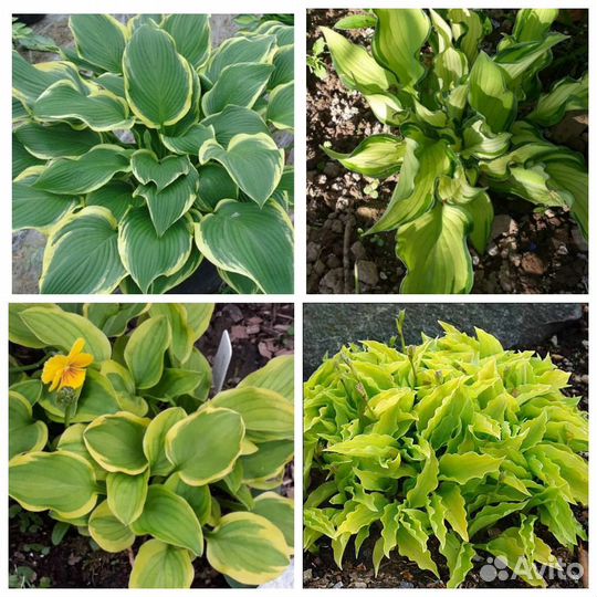 Хосты для вашего сада с зкс