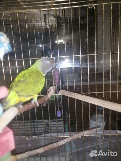 Сенегальский попугай с клеткой